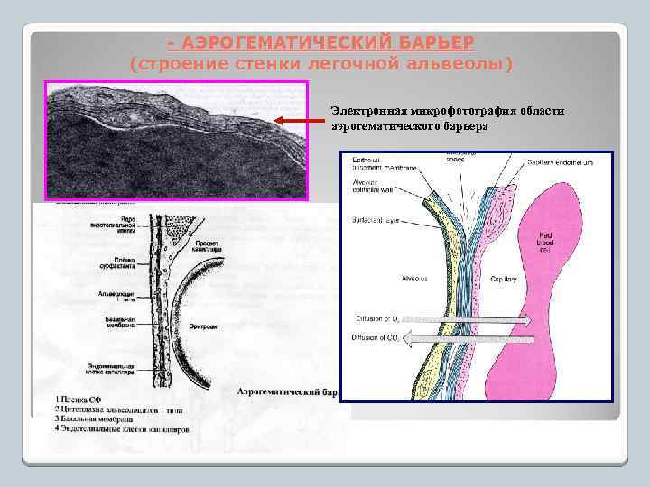 - АЭРОГЕМАТИЧЕСКИЙ БАРЬЕР (строение стенки легочной альвеолы) Электронная микрофотография области аэрогематического барьера 