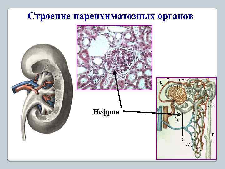 Строение паренхиматозных органов Нефрон 
