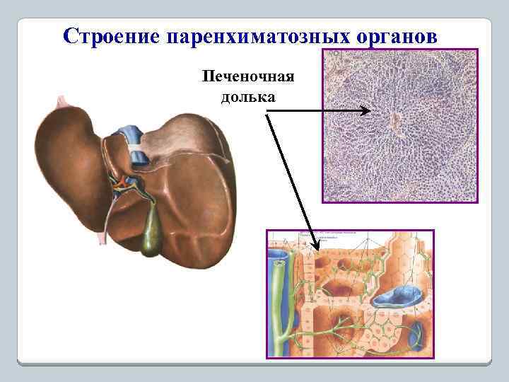 Строение паренхиматозных органов Печеночная долька 