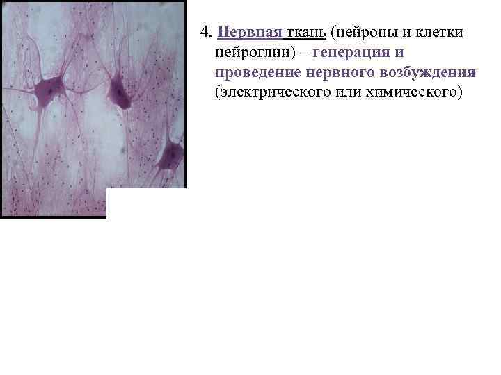 4. Нервная ткань (нейроны и клетки нейроглии) – генерация и проведение нервного возбуждения (электрического