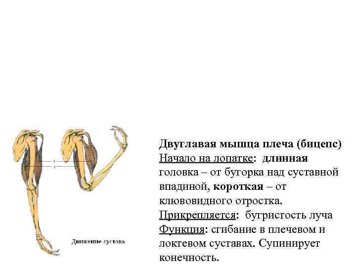 Двуглавая мышца плеча (бицепс) Начало на лопатке: длинная головка – от бугорка над суставной