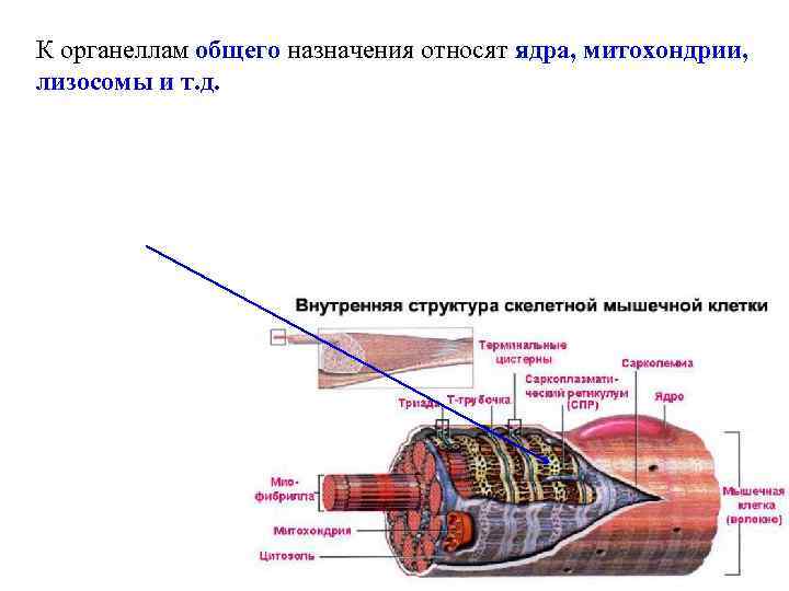 К органеллам общего назначения относят ядра, митохондрии, лизосомы и т. д. 