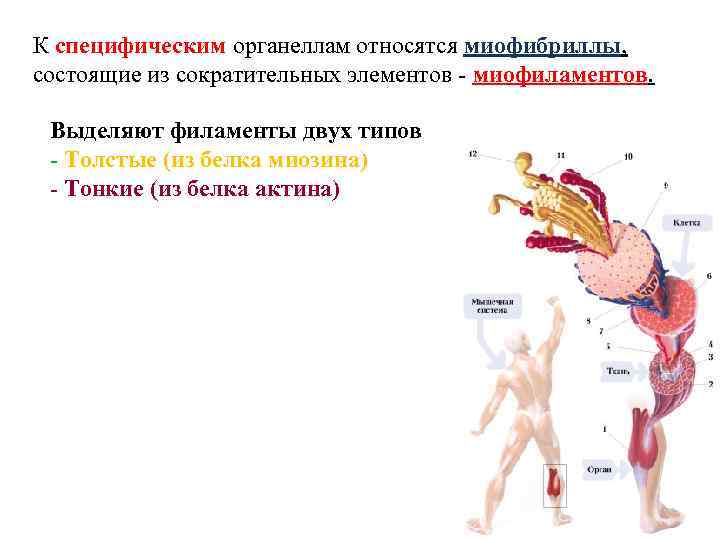 Сократительные белки выполняют. Сократительная функция белка. Сократительная функция белков. Сократительная функция органелла. Функции сократительных миофиламентов.