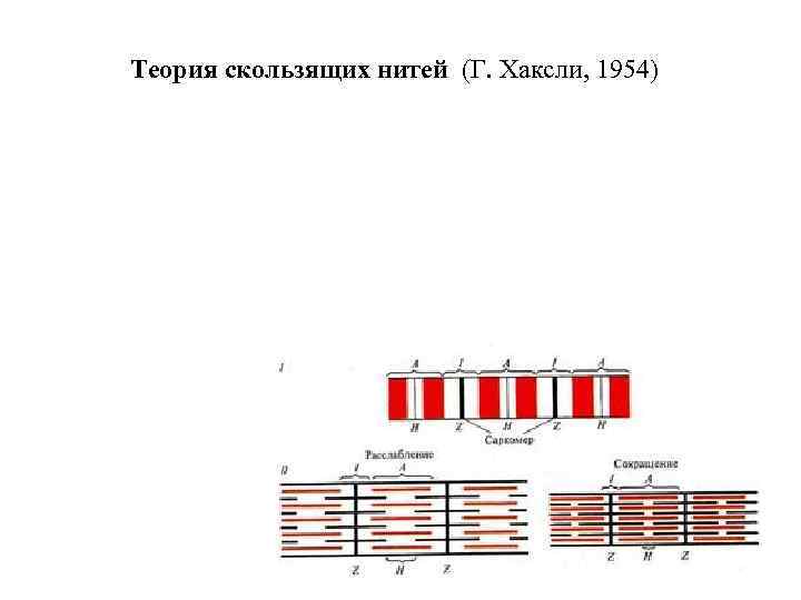 Теория скользящих нитей (Г. Хаксли, 1954) 