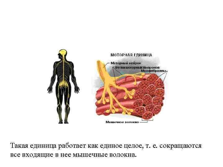 Такая единица работает как единое целое, т. е. сокращаются все входящие в нее мышечные