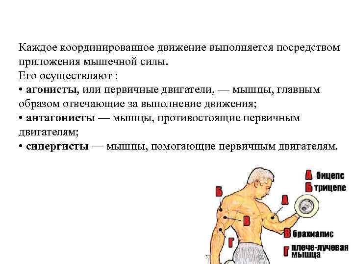 Каждое координированное движение выполняется посредством приложения мышечной силы. Его осуществляют : • агонисты, или