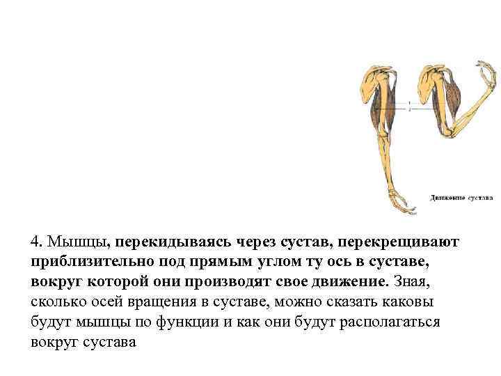 4. Мышцы, перекидываясь через сустав, перекрещивают приблизительно под прямым углом ту ось в суставе,