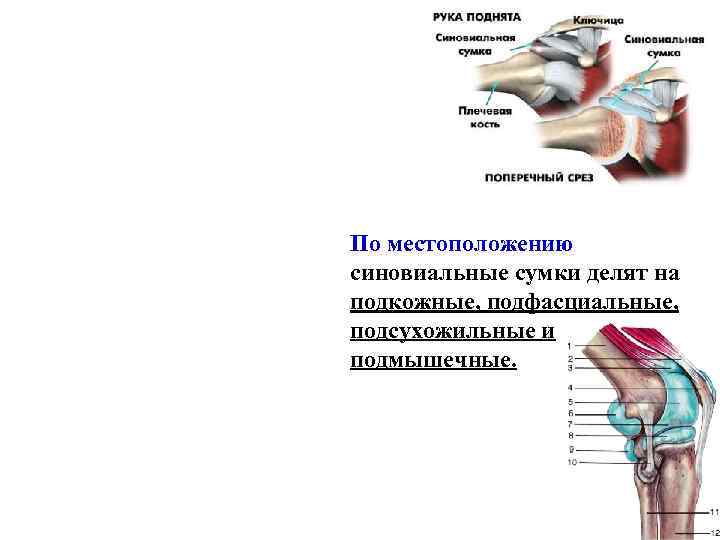 По местоположению синовиальные сумки делят на подкожные, подфасциальные, подсухожильные и подмышечные. 