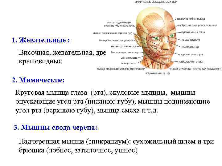 1. Жевательные : Височная, жевательная, две крыловидные 2. Мимические: Круговая мышца глаза (рта), скуловые