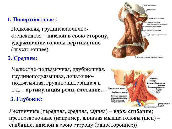 1. Поверхностные : Подкожная, грудиноключичнососцевидная – наклон в свою сторону, удерживание головы вертикально (двустороннее)