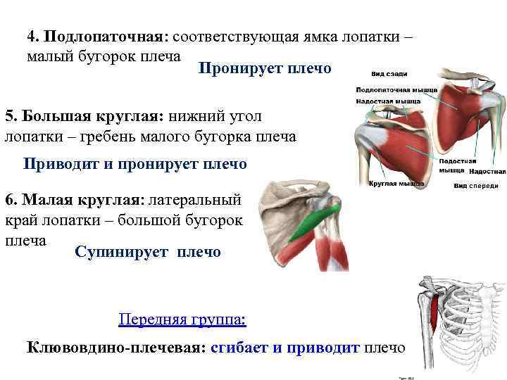 4. Подлопаточная: соответствующая ямка лопатки – малый бугорок плеча Пронирует плечо 5. Большая круглая: