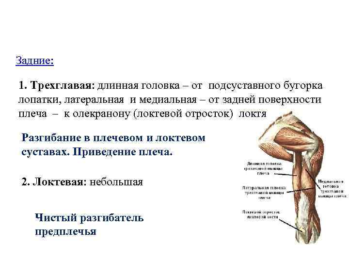 Плечевой сустав топографическая анатомия презентация