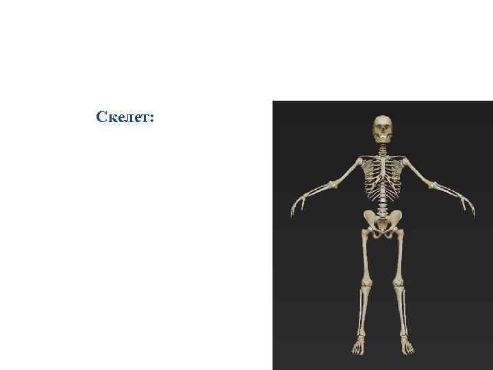 Скелет: 