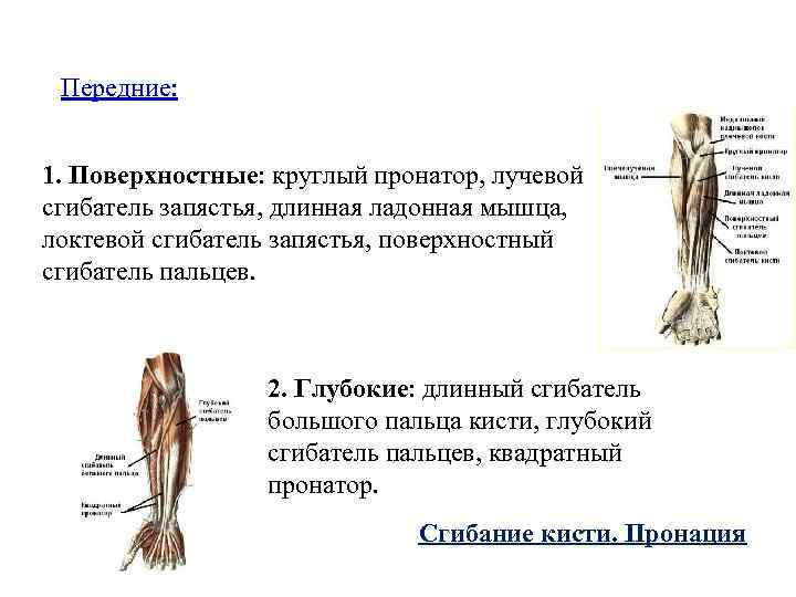 Передние: 1. Поверхностные: круглый пронатор, лучевой сгибатель запястья, длинная ладонная мышца, локтевой сгибатель запястья,