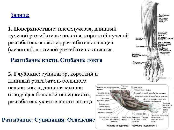 Задние: 1. Поверхностные: плечелучевая, длинный лучевой разгибатель запястья, короткий лучевой разгибатель запястья, разгибатель пальцев