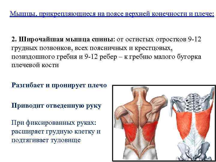 Мышцы, прикрепляющиеся на поясе верхней конечности и плече: 2. Широчайшая мышца спины: от остистых