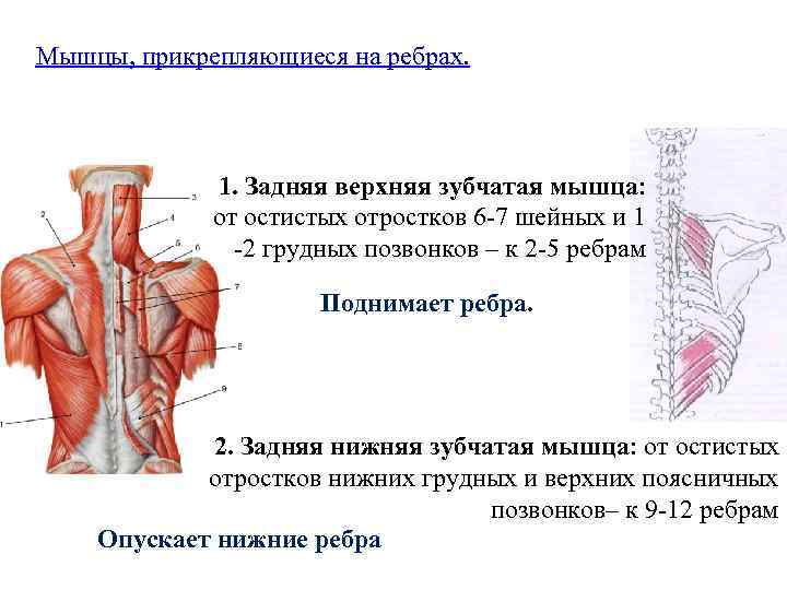 Мышцы, прикрепляющиеся на ребрах. 1. Задняя верхняя зубчатая мышца: от остистых отростков 6 -7