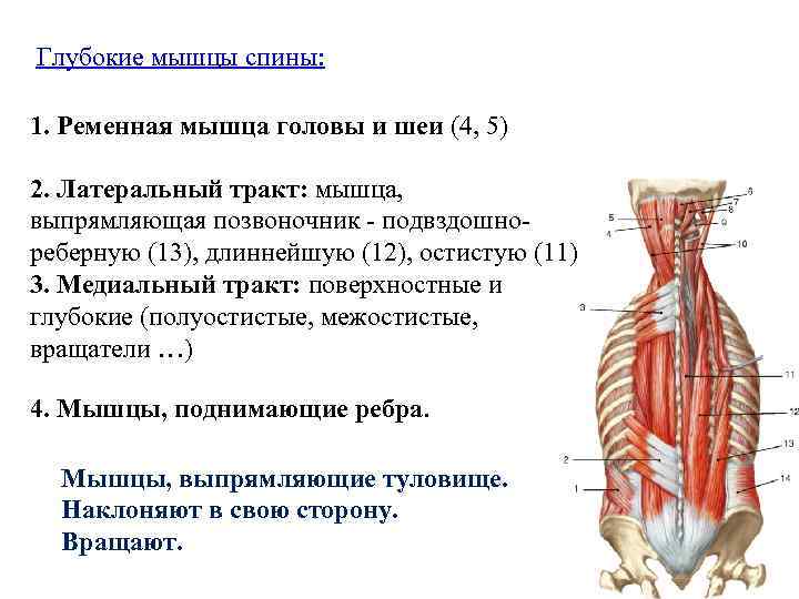 Функции мышц спины