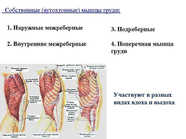  Собственные (аутохтонные) мышцы груди: 1. Наружные межреберные 3. Подреберные 2. Внутренние межреберные 4.