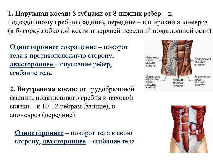 1. Наружная косая: 8 зубцами от 8 нижних ребер – к подвздошному гребню (задние),