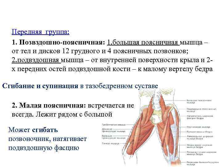 Мышца латынь перевод