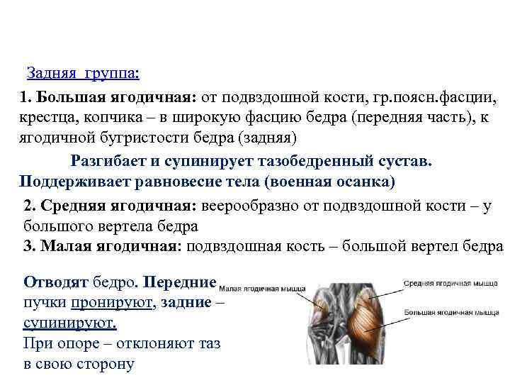 Задняя группа: 1. Большая ягодичная: от подвздошной кости, гр. поясн. фасции, крестца, копчика –