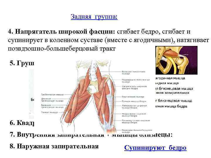 Задняя группа: 4. Напрягатель широкой фасции: сгибает бедро, сгибает и супинирует в коленном суставе