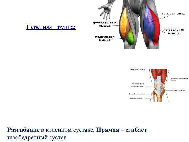 Передняя группа: Разгибание в коленном суставе. Прямая – сгибает тазобедренный сустав 