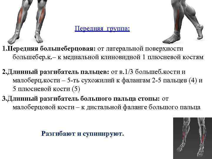 Передняя группа: 1. Передняя большеберцовая: от латеральной поверхности большебер. к. – к медиальной клиновидной