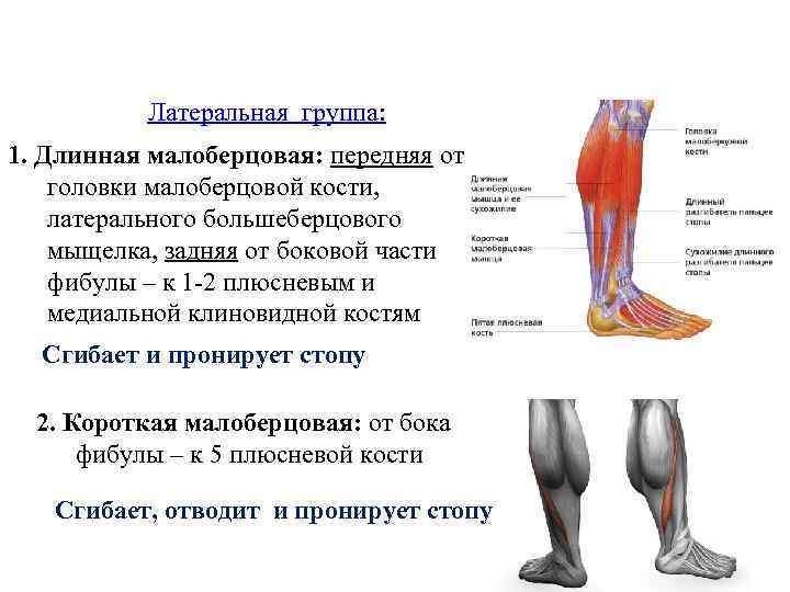 Латеральная группа: 1. Длинная малоберцовая: передняя от головки малоберцовой кости, латерального большеберцового мыщелка, задняя