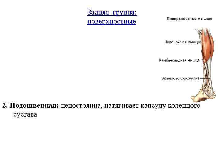 Задняя группа: поверхностные 2. Подошвенная: непостоянна, натягивает капсулу коленного сустава 