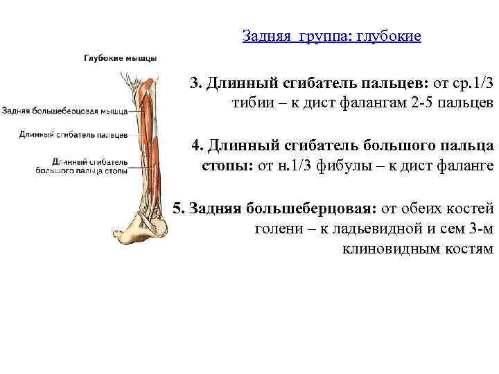 Задняя группа: глубокие 3. Длинный сгибатель пальцев: от ср. 1/3 тибии – к дист