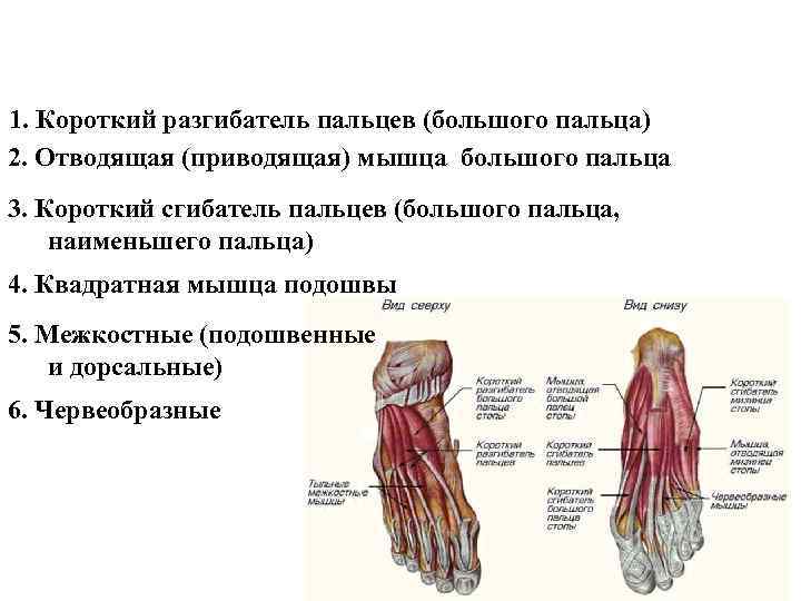 1. Короткий разгибатель пальцев (большого пальца) 2. Отводящая (приводящая) мышца большого пальца 3. Короткий