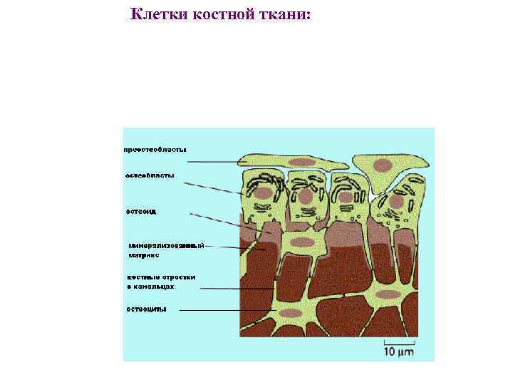 Клетки костной ткани: 