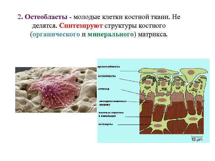 Остеокласты и остеобласты картинки