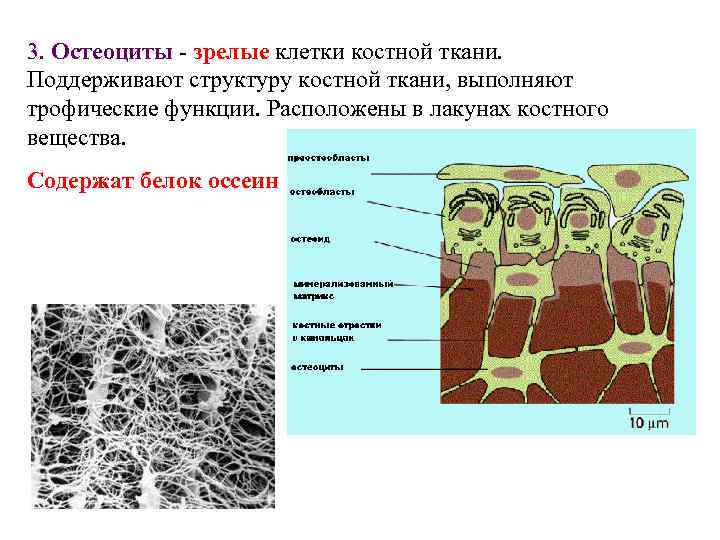 Ткань холодок состав и фото