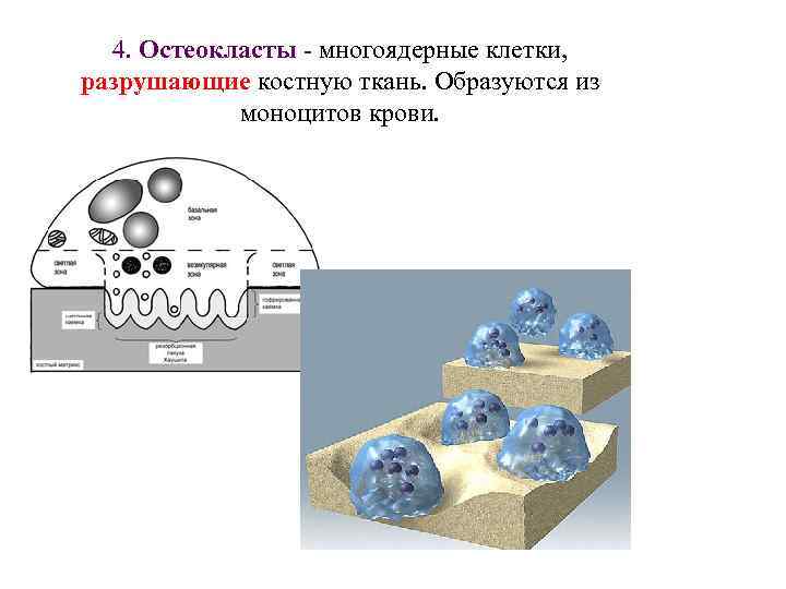 4. Остеокласты - многоядерные клетки, разрушающие костную ткань. Образуются из моноцитов крови. 