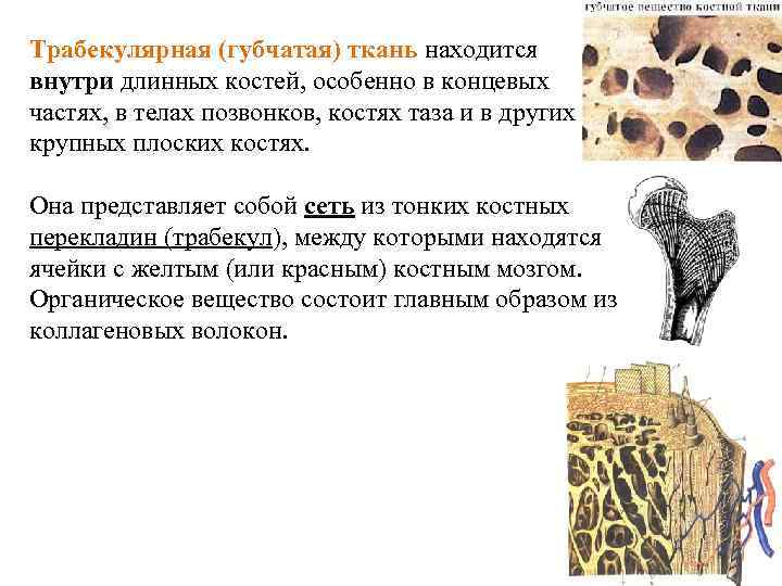 Трабекулярная (губчатая) ткань находится внутри длинных костей, особенно в концевых , частях, в телах