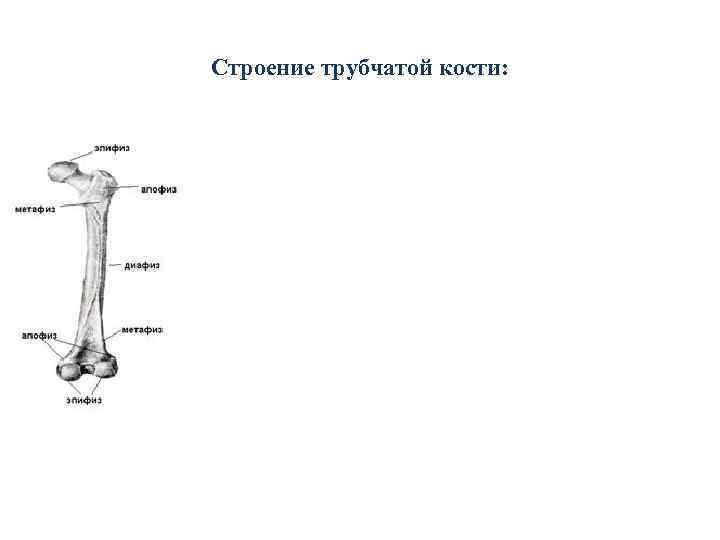 Трубчатое строение