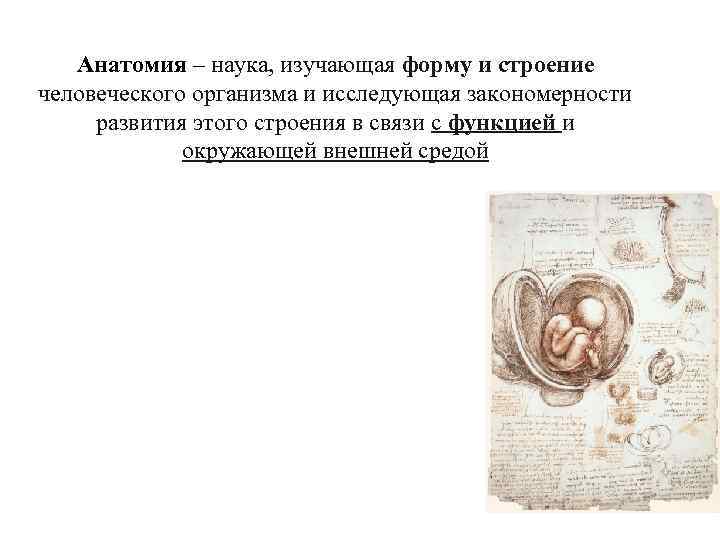 Анатомия – наука, изучающая форму и строение человеческого организма и исследующая закономерности развития этого