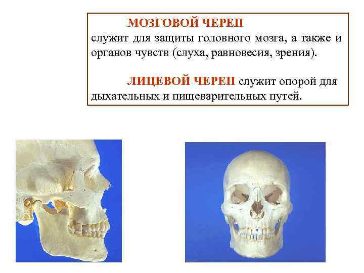 МОЗГОВОЙ ЧЕРЕП служит для защиты головного мозга, а также и органов чувств (слуха, равновесия,
