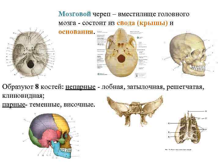 Мозговой череп – вместилище головного Мозговой мозга - состоит из свода (крышы) и основания.