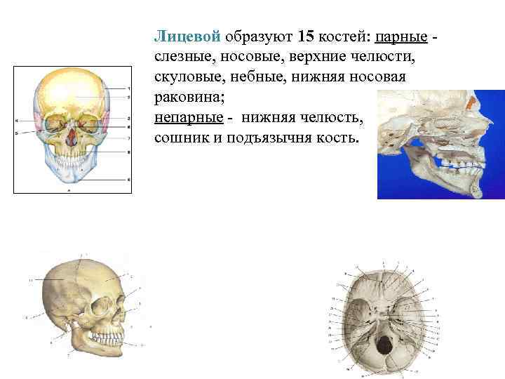 Парная кость. Кости лицевого черепа скуловая небные слезные. Слезные кости парные. Парные носовые кости. Верхняя челюсть парная или непарная кость.