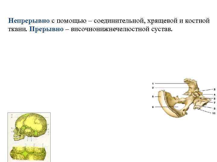 Непрерывно с помощью – соединительной, хрящевой и костной ткани. Прерывно – височнонижнечелюстной сустав. 