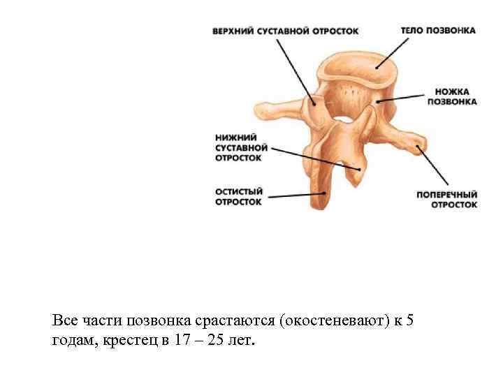 Все части позвонка срастаются (окостеневают) к 5 годам, крестец в 17 – 25 лет.