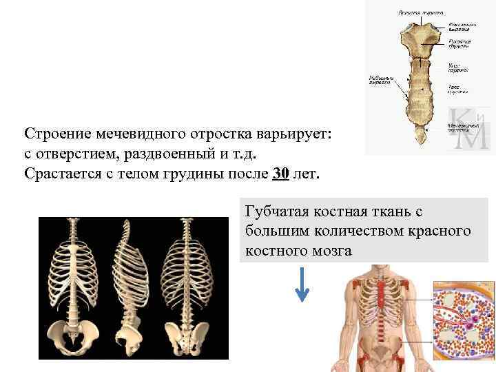 Строение мечевидного отростка варьирует: с отверстием, раздвоенный и т. д. Срастается с телом грудины