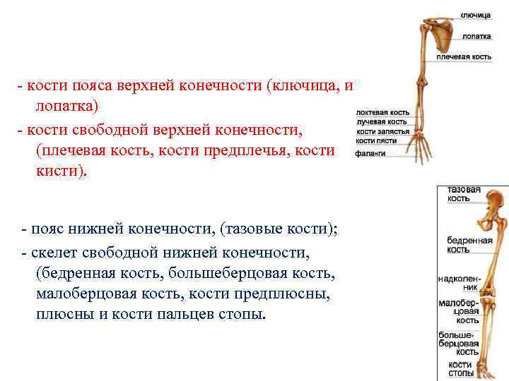 Плечевой пояс кости. Скелет свободной верхней конечности функции. Пояс верхних конечностей функции. Пояс верхних конечностей человека таблица. Скелет пояса верхних конечностей функции.