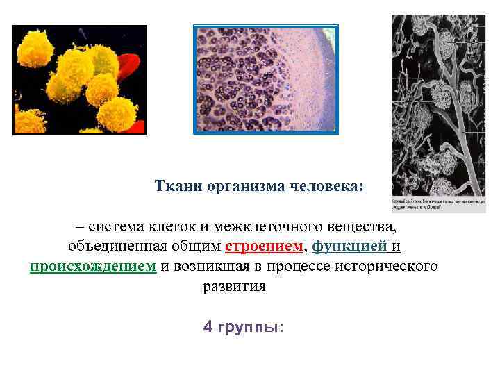 Ткани организма человека: – система клеток и межклеточного вещества, объединенная общим строением, функцией и
