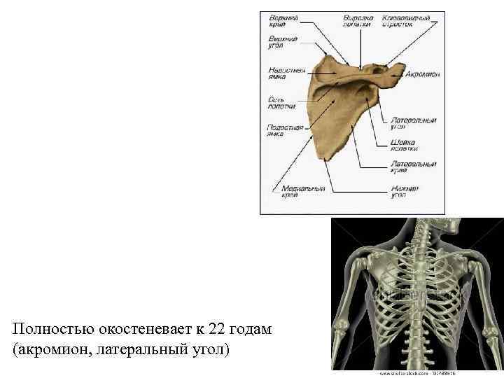 Полностью окостеневает к 22 годам (акромион, латеральный угол) 