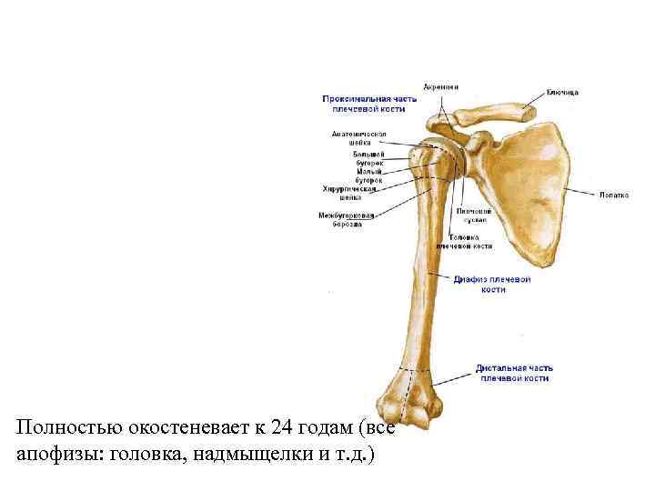 Полностью окостеневает к 24 годам (все апофизы: головка, надмыщелки и т. д. ) 